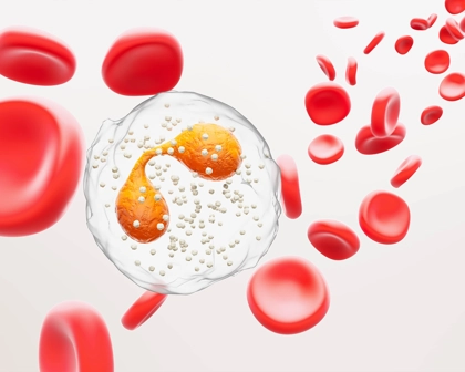 3D rendering of eosinophils